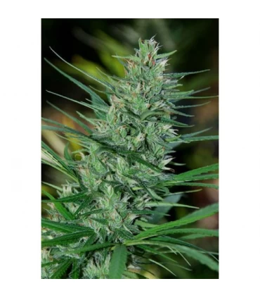 Mextiza 10 u. reg. Cannabiogen