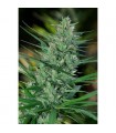 Mextiza 10 u. reg. Cannabiogen