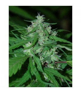 Nepal Highland 10 u. reg. Cannabiogen (Agotado en origen)