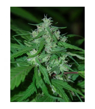 Nepal Highland 10 u. reg. Cannabiogen (Agotado en origen)