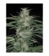 Nepal Jam 10 u. reg. Cannabiogen