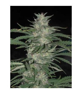 Nepal Jam 10 u. reg. Cannabiogen