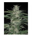 Nepal Jam 10 u. reg. Cannabiogen