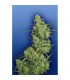 Nepal Kush - Flying Dutchmen