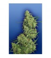 Nepal Kush - Flying Dutchmen
