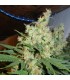 NL5 Haze 15 u. reg. Mr. Nice