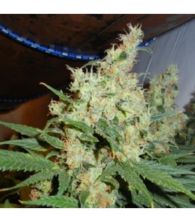 NL5 Haze 15 u. reg. Mr. Nice