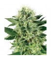 Northern Lights  3 u. fem. White Label