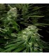 Northern Light Special 5 u. fem. KC Brains