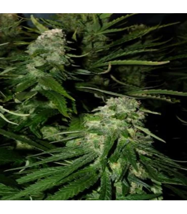 Northern Light Special 5 u. fem. KC Brains