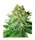 Auto NL 10 u. fem. White Label