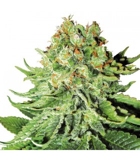 Auto NL  3 u. fem. White Label