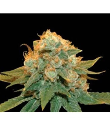 Northern Lights X - Genehtik - Kayamurcia.es