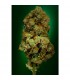 NYC Diesel - Soma Seeds