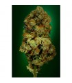 NYC Diesel - Soma Seeds