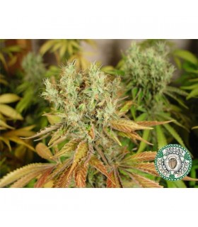 NYC Diesel  5 u. reg. Soma Seeds