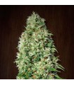 Orient Express 5 u. fem. Ace Seeds