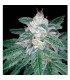 The OG n 18 x Skunk 13 u. reg DNA Genetics