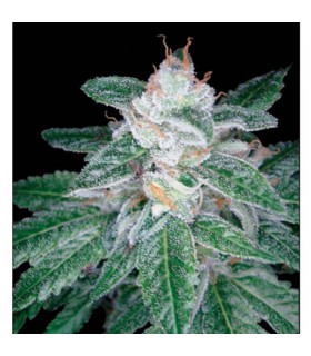 The OG n 18 x Skunk 13 u. reg DNA Genetics