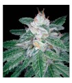 The OG n 18 x Skunk 13 u. reg DNA Genetics