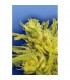 Original Haze 10 u. reg. Flying Dutchmen  (Agotada temporalmente)