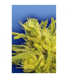 Original Haze 10 u. reg. Flying Dutchmen  (Agotada temporalmente)