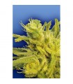 Original Haze 10 u. reg. Flying Dutchmen  (Agotada temporalmente)