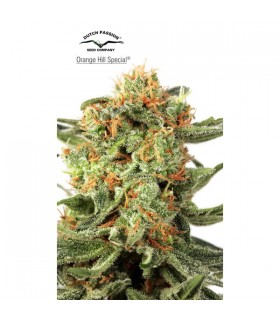 Orange Hill Special 10 u. reg. Dutch Passion
