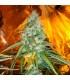 Original Sour Diesel 10 u. reg. The Cali Connection