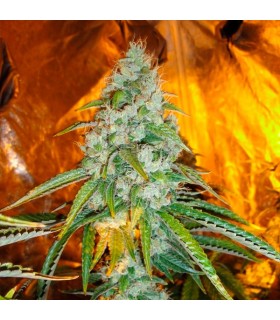 Original Sour Diesel 10 u. reg. The Cali Connection