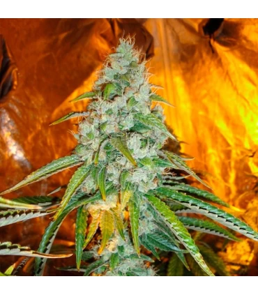 Original Sour Diesel 10 u. reg. The Cali Connection