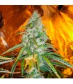 Original Sour Diesel 10 u. reg. The Cali Connection