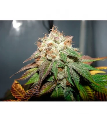 Pre 98 Bubba Kush  - The Cali Connection