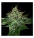Pure Afghan 13 u. reg. DNA Genetics