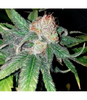 Purple Crack - The Cali Connection