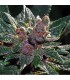 Pakistan Chitral Kush 10 u. reg. Cannabiogen