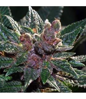 Pakistan Chitral Kush 10 u. reg. Cannabiogen