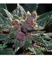 Pakistan Chitral Kush 10 u. reg. Cannabiogen