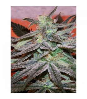 Panama D.C. 10 u. reg. Cannabiogen