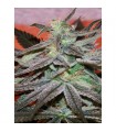 Panama D.C. 10 u. reg. Cannabiogen