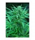 Panama 10 u. reg. Cannabiogen