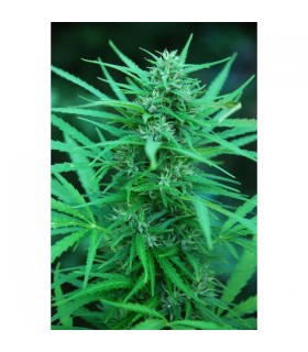 Panama 10 u. reg. Cannabiogen