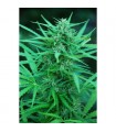 Panama 10 u. reg. Cannabiogen