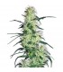 Purple Haze   3 u. fem. White Label