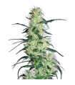 Purple Haze   3 u. fem. White Label