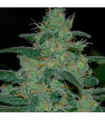 Pure Kush - Original Sensible.