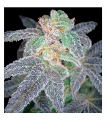 Purple OG n18 - Reserva Privada - DNA Genetics - Kayamurcia.es