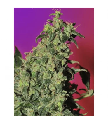 Point Of No Return 10 u. reg. Mandala Seeds