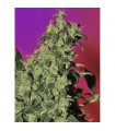 Point Of No Return 10 u. reg. Mandala Seeds