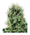 Pure Power Plant  3 u. fem. White Label